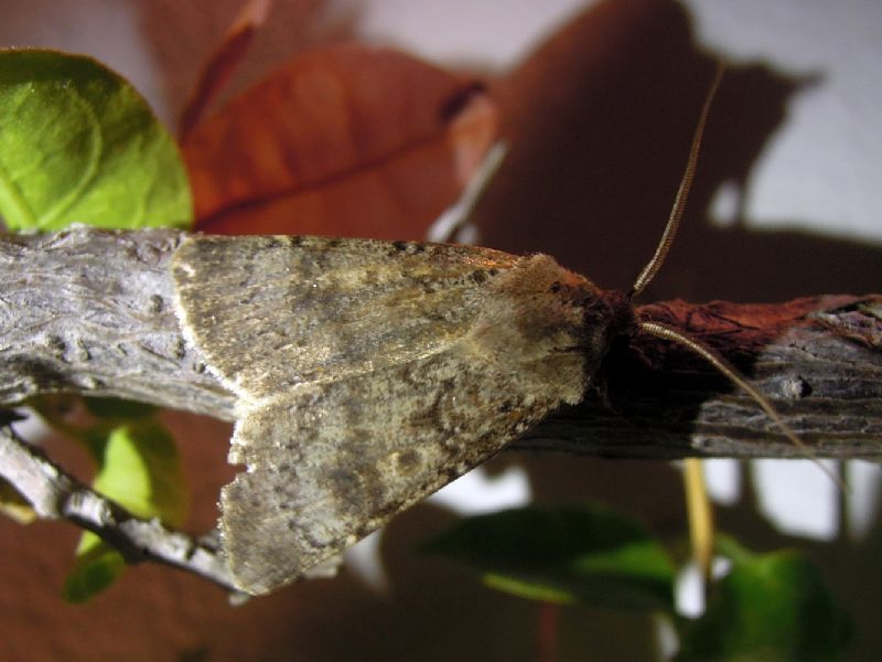 Agrotis cfr. trux, Noctuidae